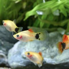 【終了】(黄・白・青・赤)MIXミッキーマウスプラティーの稚魚