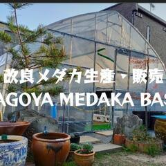 【人気】めだかのタモ網ネット店頭販売‼️♢名古屋改良メダカ直売所♢ - 地元のお店