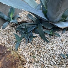 生活雑貨 家庭用品 ガーデニングの画像