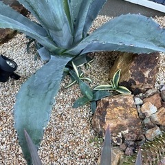 生活雑貨 家庭用品 ガーデニングの画像