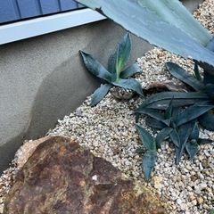 生活雑貨 家庭用品 ガーデニングの画像