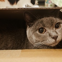 ブリティッシュショートヘア　里親募集中　🙏