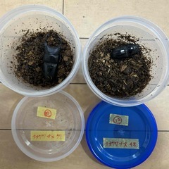 ⑩直接取引大歓迎　岡山県　オオクワガタ　新成虫ペア　♂７２ミリ　...