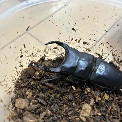 ⑩直接取引大歓迎　岡山県　オオクワガタ　新成虫ペア　♂７２ミリ　♀４９ミリの画像