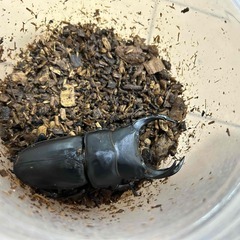 ⑩直接取引大歓迎　岡山県　オオクワガタ　新成虫ペア　♂７２ミリ　♀４９ミリの画像