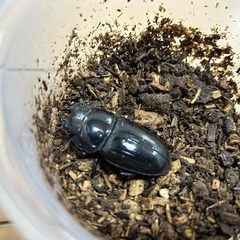 ⑩直接取引大歓迎　岡山県　オオクワガタ　新成虫ペア　♂７２ミリ　♀４９ミリの画像