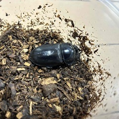 ⑩直接取引大歓迎　岡山県　オオクワガタ　新成虫ペア　♂７２ミリ　♀４９ミリの画像