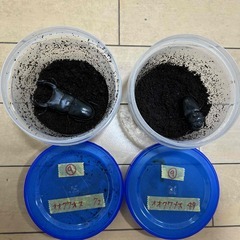 ⑨直接取引大歓迎　岡山県　オオクワガタ　新成虫ペア　♂７２ミリ　...