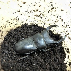 ⑨直接取引大歓迎　岡山県　オオクワガタ　新成虫ペア　♂７２ミリ　♀４９ミリの画像