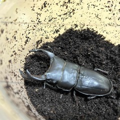 ⑨直接取引大歓迎　岡山県　オオクワガタ　新成虫ペア　♂７２ミリ　♀４９ミリの画像