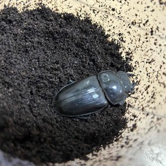 ⑨直接取引大歓迎　岡山県　オオクワガタ　新成虫ペア　♂７２ミリ　♀４９ミリの画像