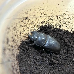 ⑨直接取引大歓迎　岡山県　オオクワガタ　新成虫ペア　♂７２ミリ　♀４９ミリの画像