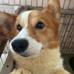 里親決定☆コーギー　オス2歳