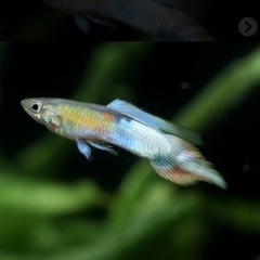 熱帯魚　金魚　水槽一式セット