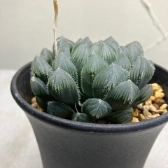 ハオルチア 巨大赤線レンズ オブツーサの画像