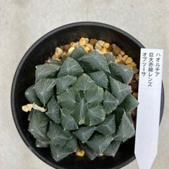 ハオルチア 巨大赤線レンズ オブツーサの画像
