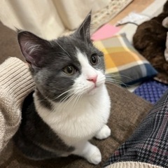 里親募集です