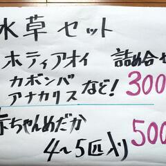 無人販売所、水草、メダカの画像