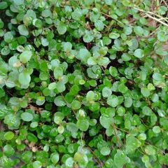 ワイヤープランツ　１株