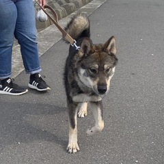 四国犬×ウルフ🐺　男の子🩵 − 大阪府