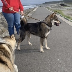 四国犬×ウルフ🐺　男の子🩵 - 犬