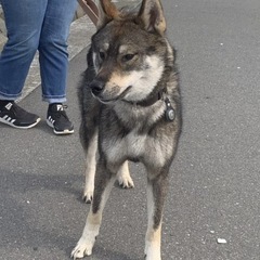 四国犬×ウルフ🐺　男の子🩵 - 里親募集