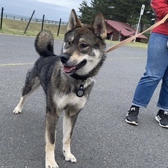 四国犬×ウルフ🐺　男の子🩵 - 大阪市