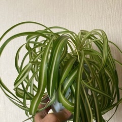 観葉植物　オリズルランボニー