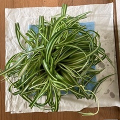 観葉植物　オリズルランボニーの画像