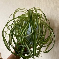 観葉植物　オリズルランボニーの画像