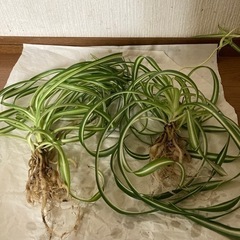観葉植物　オリズルランボニーの画像