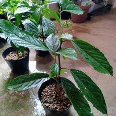 イランイラン苗木　苗　5号ポット　観葉植物　レアプラント　贈り物...