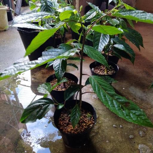 イランイラン苗木　苗　5号ポット　観葉植物　レアプラント　香水の原料　庭木　贈り物
