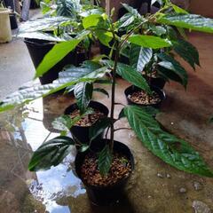 イランイラン苗木　苗　5号ポット　観葉植物　レアプラント　香水の...