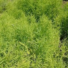 コキア 植物 無料