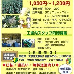 野菜収穫・選別スタッフ