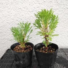 植木苗　コノテガシワ