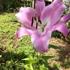 ◯ユリの花の画像