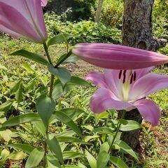 ◯ユリの花の画像