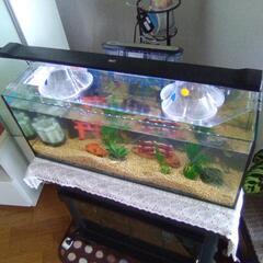 魚観賞用水槽を差し上げます。の画像