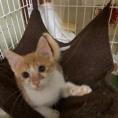 ⚽️🐈‍⬛茶トラのあかちゃん🐈‍⬛⚽️トライアル開始
