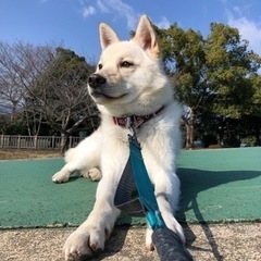 雑種の成犬です、とてもなついています