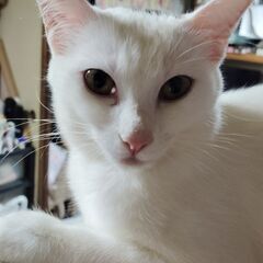 子猫里親募集。11ヶ月。