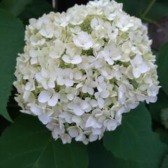 《取引中》アメリカ紫陽花アナベルの挿し穂