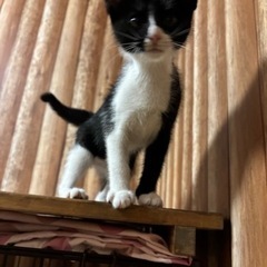 おてんばハチワレガール2ヶ月 - 猫