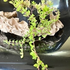 セダムの画像