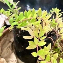 セダムの画像