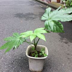 ヤツデ　苗　鉢付