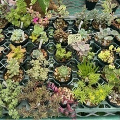 S   　多肉植物35苗セット！激安！オススメ！