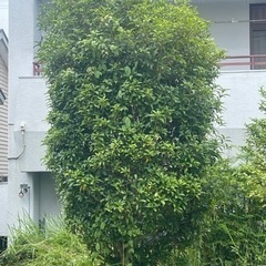 庭木貰ってください